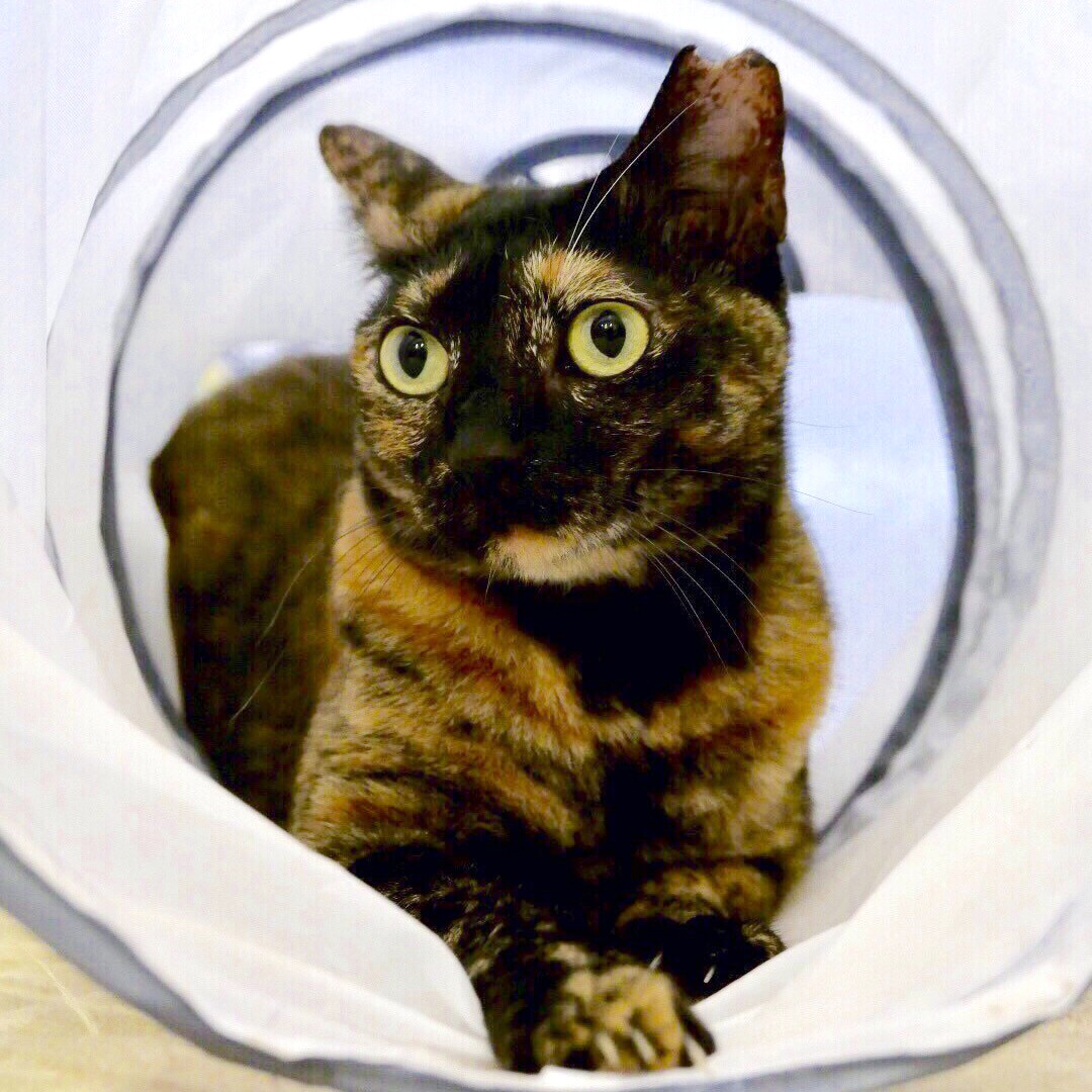 スリスリおてんばのサビ猫 花 岐阜県 猫の里親募集 3333 ペットのおうち 月間利用者150万人