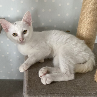 白猫くんの家族になって下さい。