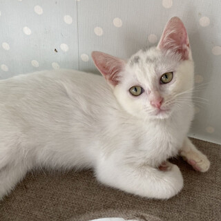 兄妹でこの子だけお家が決まってません。