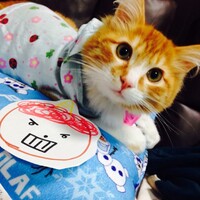 キティヲ