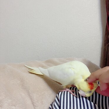 カキカキ