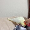 カキカキ