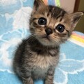 子猫里親募集