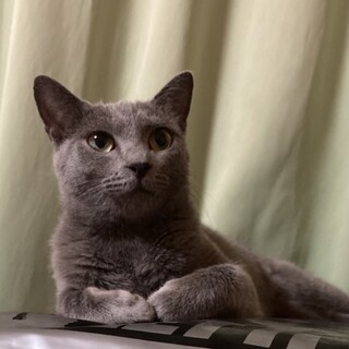 クールビューティな女の子！