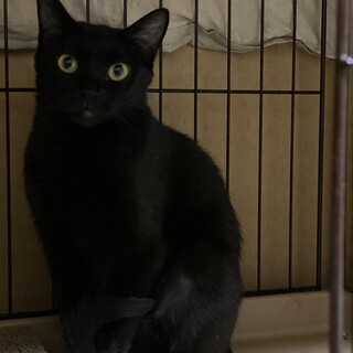 まん丸な目の黒猫女子！