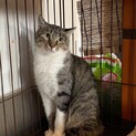 まんまるおめめ☆とらみちゃん