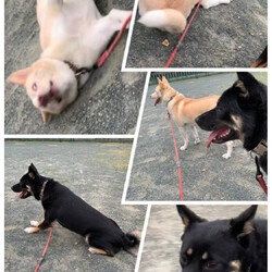 「ヘトヘト(o´Д`)」サムネイル1