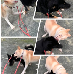 「ヘトヘト(o´Д`)」サムネイル2