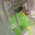 セキセイインコと文鳥の里親募集
