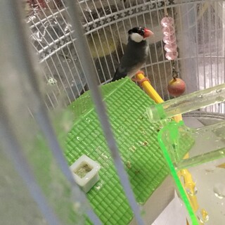 セキセイインコと文鳥の里親募集