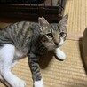 人懐っこい子猫3兄妹　不妊手術済み サムネイル2