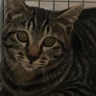 家族に迎えてください。