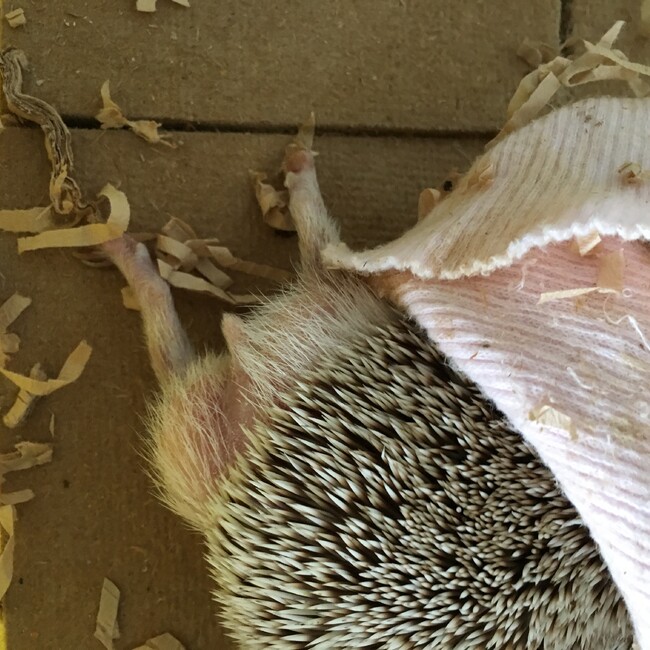 ハリエッティのカバー写真