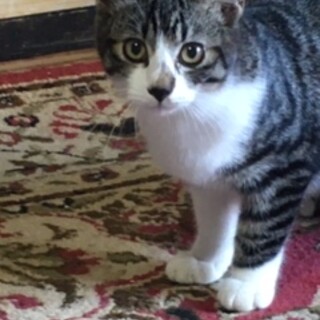 家族に迎えてください。