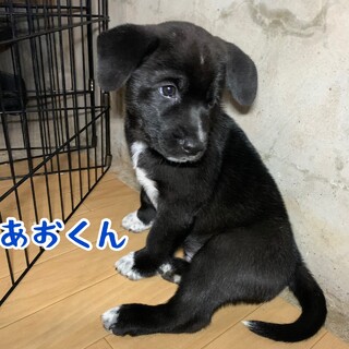 ありがとうございます里親様が決定しました！