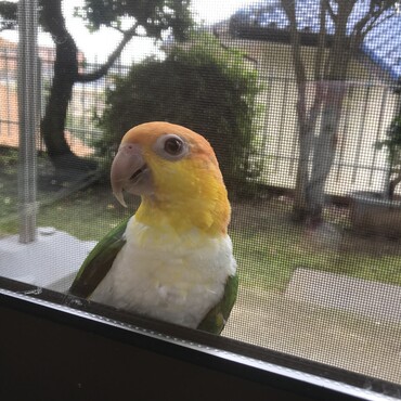 窓と網戸の隙間に入るので注意！