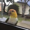 窓と網戸の隙間に入るので注意！