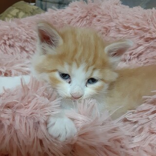 t茶トラのオス猫です生後2か月