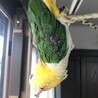 シロハラインコ里親募集！ サムネイル3