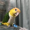 シロハラインコ里親募集！ サムネイル4