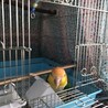 シロハラインコ里親募集！ サムネイル5