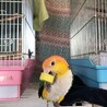 シロハラインコ里親募集！ サムネイル6