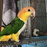 シロハラインコ里親募集！ サムネイル7