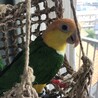 シロハラインコ里親募集！ サムネイル2