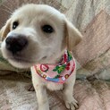 垂れ耳ラブ風仔犬ちゃん