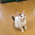 甘えん坊すーちゃん 4か月♀ レスキューした猫です