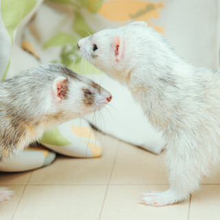 【一時募集休止】フェレット２匹の里親募集