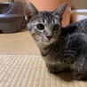 人懐っこい子猫3兄妹　不妊手術済み サムネイル4