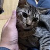 人懐っこい子猫3兄妹　不妊手術済み サムネイル5