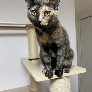 トライアルに行っています☆にゃっきー