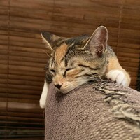 コヨミ