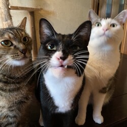 体重測定　咥えられない