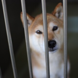 人馴れ◎♪ 柴mixのマー君