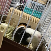 ぽぽちゃん