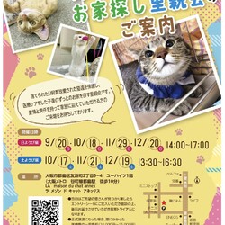 『保護猫のずっとのお家探し里親会』