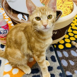 『保護猫のずっとのお家探し里親会』 サムネイル2