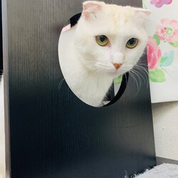 『保護猫のずっとのお家探し里親会』 サムネイル3