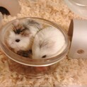ロボロフスキーハムスター2匹一緒に飼ってくれる方