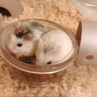 ロボロフスキーハムスター2匹一緒に飼ってくれる方
