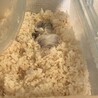 ロボロフスキーハムスター2匹一緒に飼ってくれる方 サムネイル2