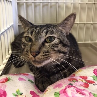 ムチムチボディの「アルテミス」☆