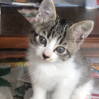 終生飼える方求む