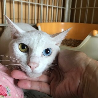 吸い込まれるような☆オッドアイ☆「静男」くん