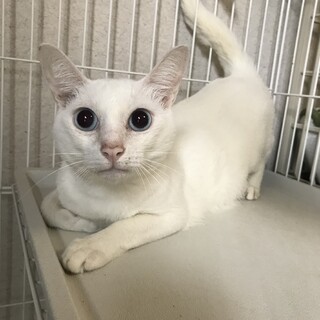 ずっしりボディの甘えた「龍男」くん