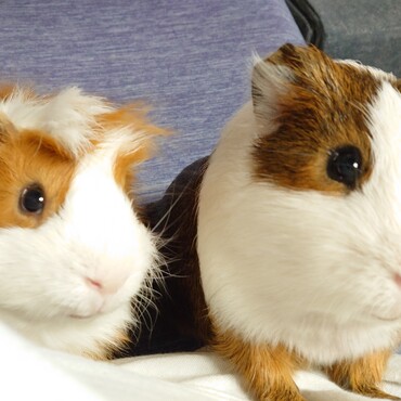 並んでオヤツくださいアピール♪