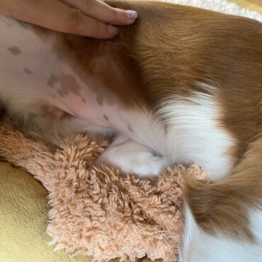 お腹にブチが出てきました